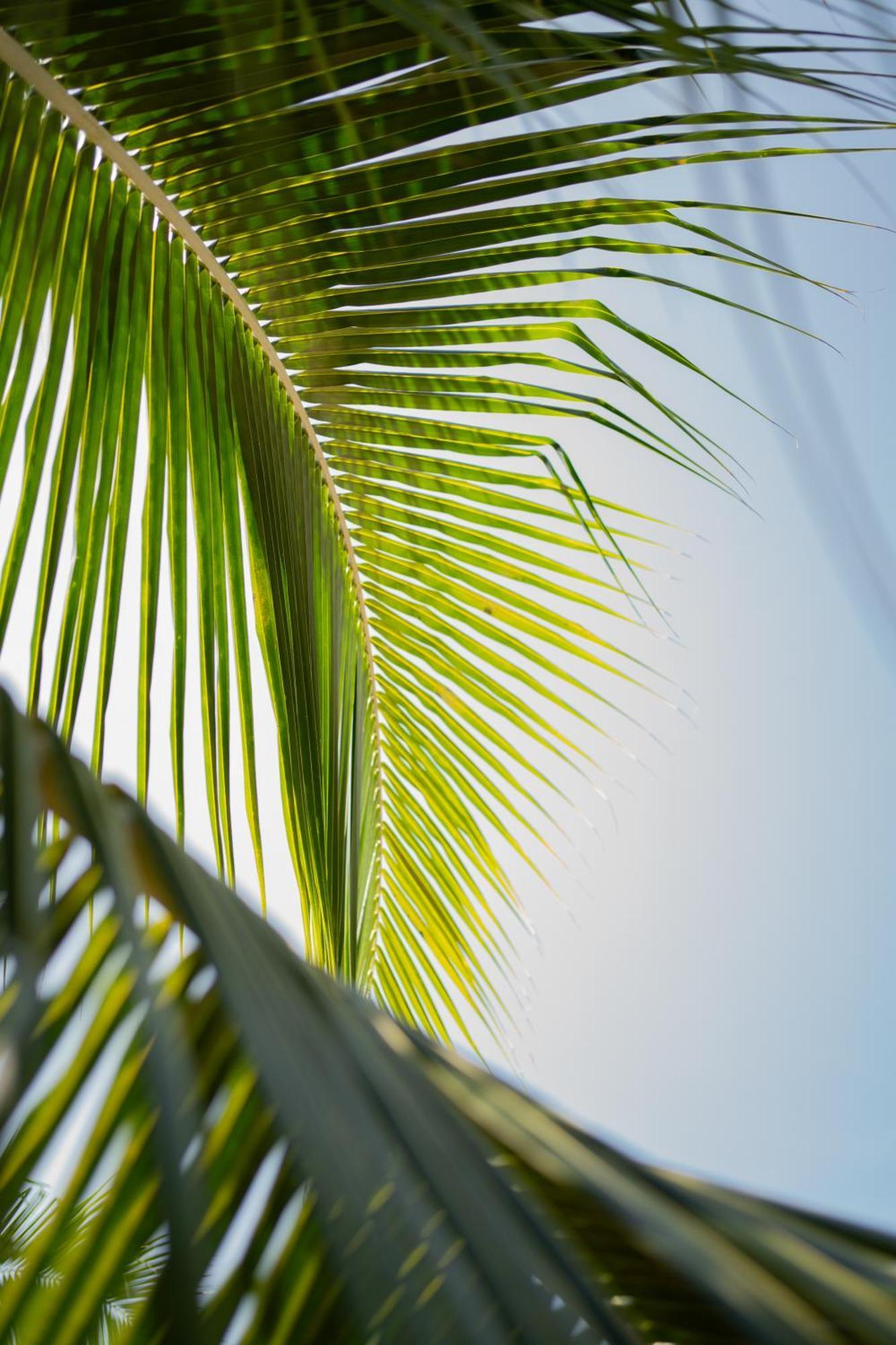 Sirenas Caribbean Rooms Holbox Exterior photo
