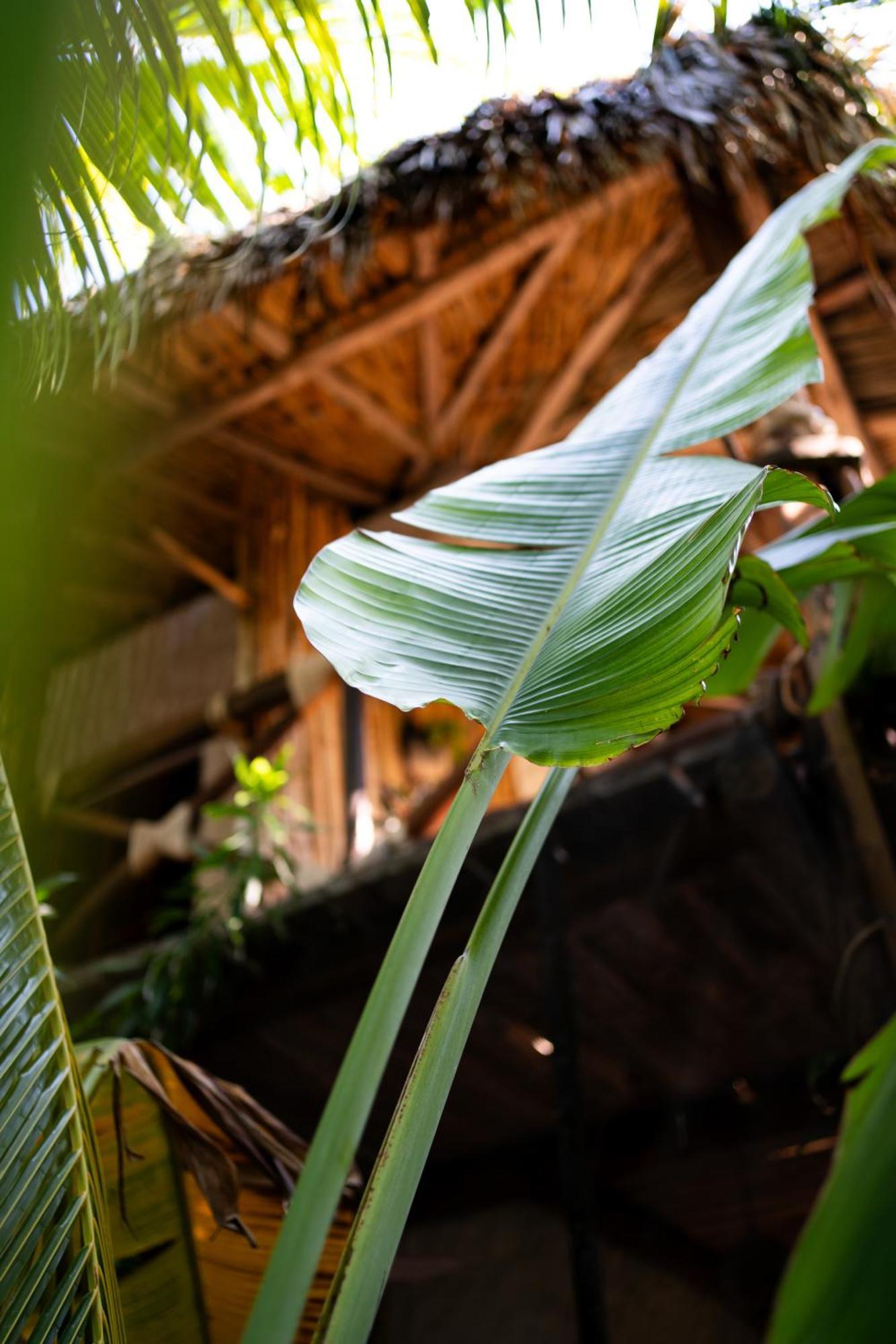 Sirenas Caribbean Rooms Holbox Exterior photo